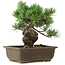 Pinus parviflora, 28,5 cm, ± 20 Jahre alt