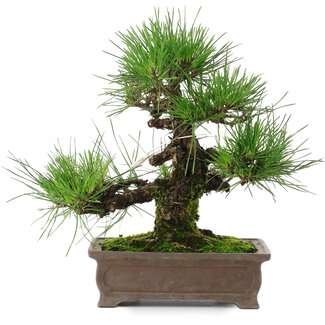 Pinus thunbergii, 25 cm, ± 20 jaar oud