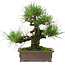 Pinus thunbergii, 25 cm, ± 20 years old