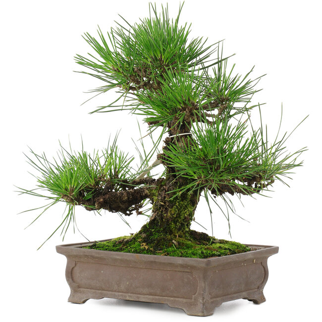 Pinus thunbergii, 25 cm, ± 20 ans