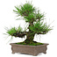 Pinus thunbergii, 25 cm, ± 20 years old