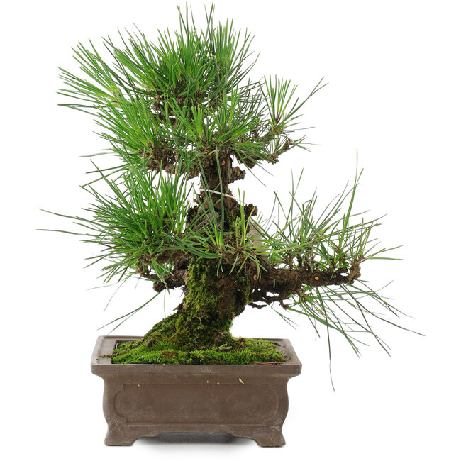 Pinus thunbergii, 25 cm, ± 20 ans