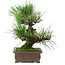 Pinus thunbergii, 25 cm, ± 20 years old