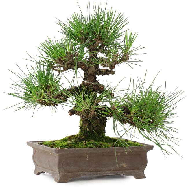 Pinus thunbergii, 25 cm, ± 20 ans