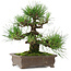 Pinus thunbergii, 25 cm, ± 20 years old