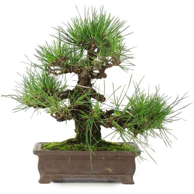 Pinus thunbergii, 25 cm, ± 20 ans