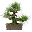 Pinus thunbergii, 25 cm, ± 20 years old
