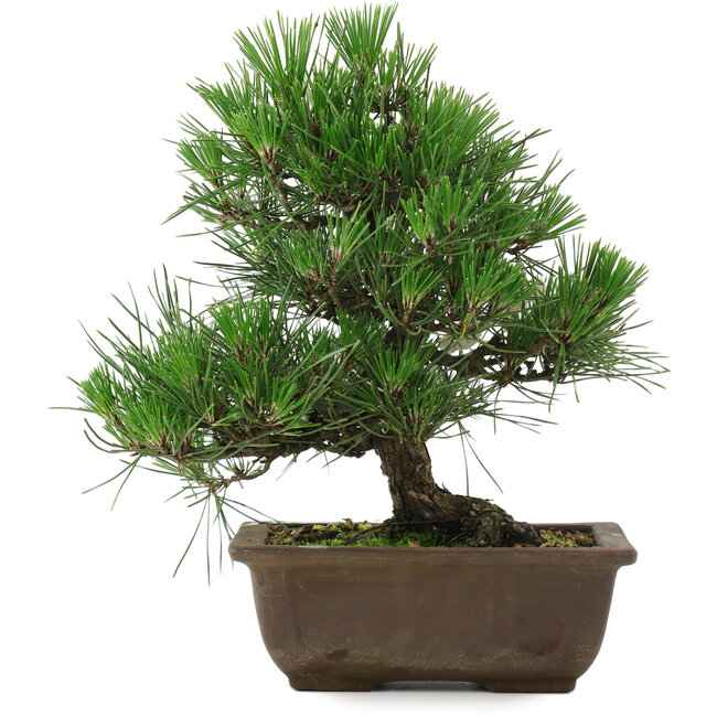 Pinus thunbergii, 27 cm, ± 20 Jahre alt