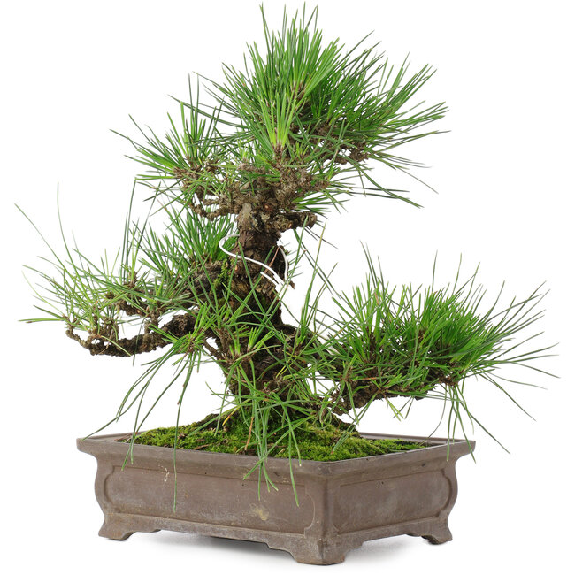 Pinus thunbergii, 25 cm, ± 20 years old