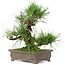Pinus thunbergii, 25 cm, ± 20 years old