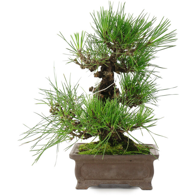 Pinus thunbergii, 25 cm, ± 20 ans
