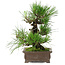 Pinus thunbergii, 25 cm, ± 20 years old
