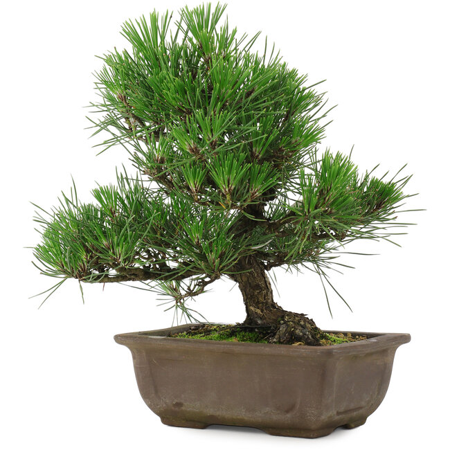 Pinus thunbergii, 27 cm, ± 20 ans