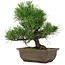 Pinus thunbergii, 27 cm, ± 20 Jahre alt