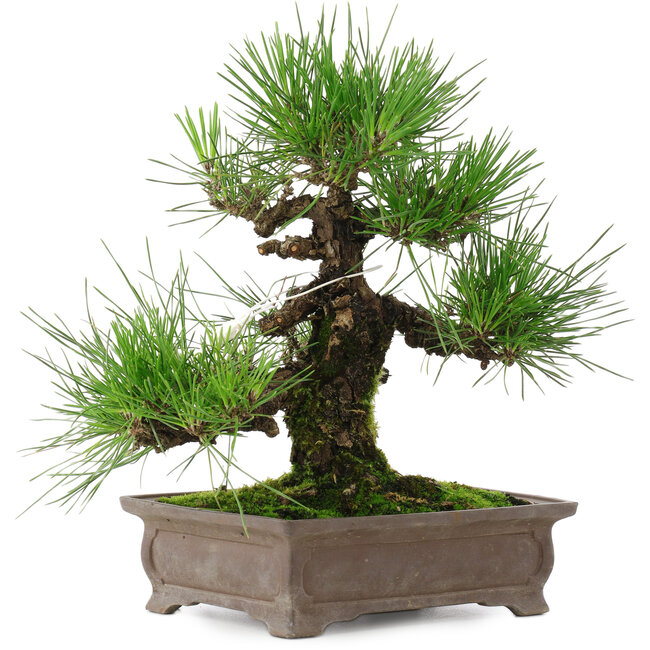 Pinus thunbergii, 25 cm, ± 20 ans
