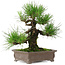 Pinus thunbergii, 25 cm, ± 20 years old