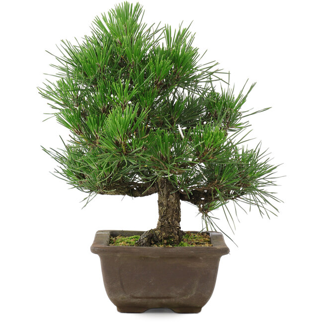 Pinus thunbergii, 27 cm, ± 20 Jahre alt