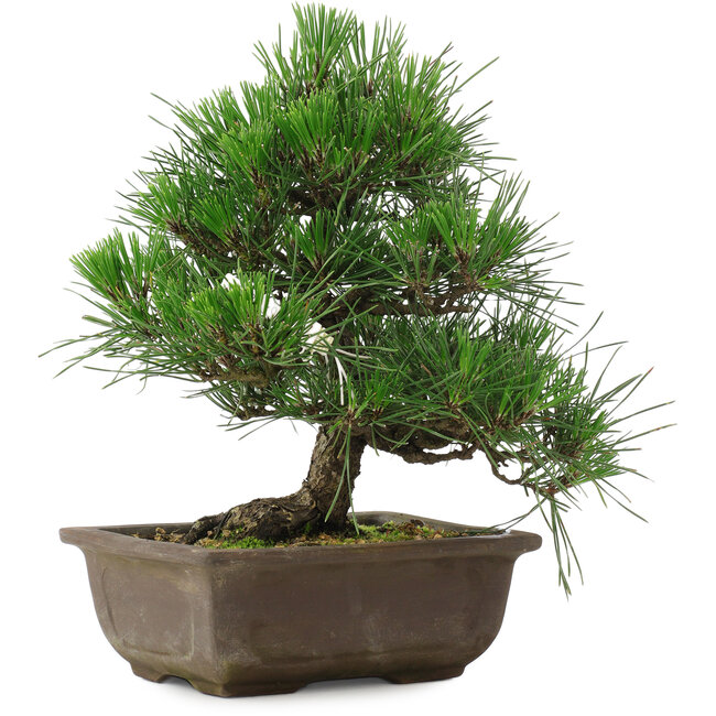 Pinus thunbergii, 27 cm, ± 20 Jahre alt