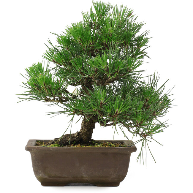 Pinus thunbergii, 27 cm, ± 20 ans