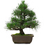 Pinus thunbergii, 31,5 cm, ± 20 Jahre alt