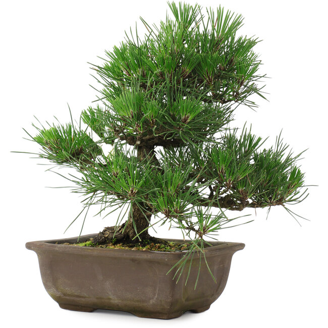 Pinus thunbergii, 27 cm, ± 20 Jahre alt
