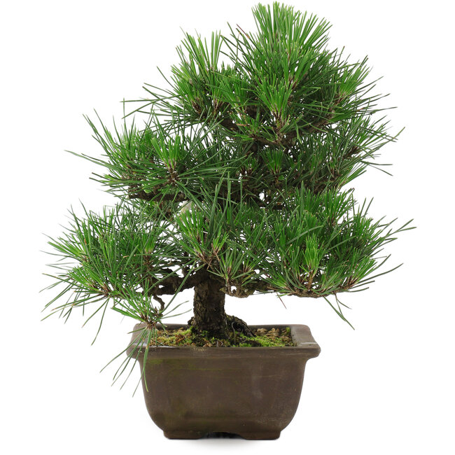 Pinus thunbergii, 27 cm, ± 20 jaar oud