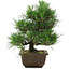 Pinus thunbergii, 27 cm, ± 20 jaar oud
