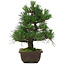 Pinus thunbergii, 31,5 cm, ± 20 Jahre alt