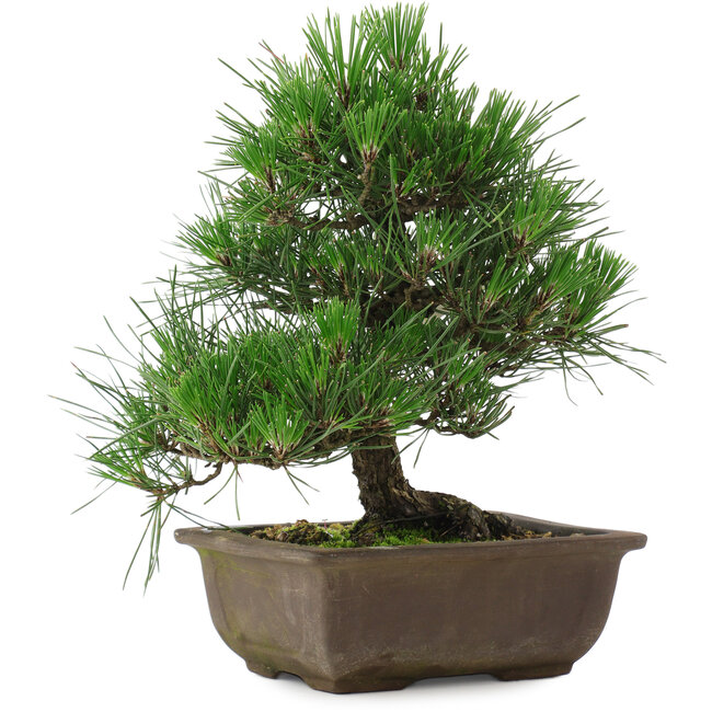 Pinus thunbergii, 27 cm, ± 20 years old