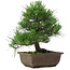 Pinus thunbergii, 27 cm, ± 20 jaar oud