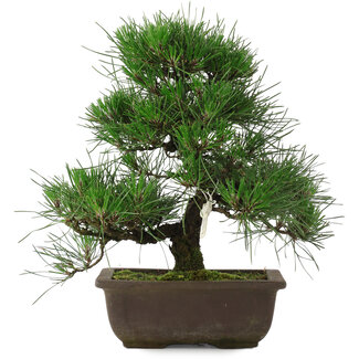 Pinus thunbergii, 28 cm, ± 20 Jahre alt