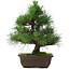 Pinus thunbergii, 31,5 cm, ± 20 Jahre alt