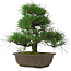 Pinus thunbergii, 28 cm, ± 20 Jahre alt