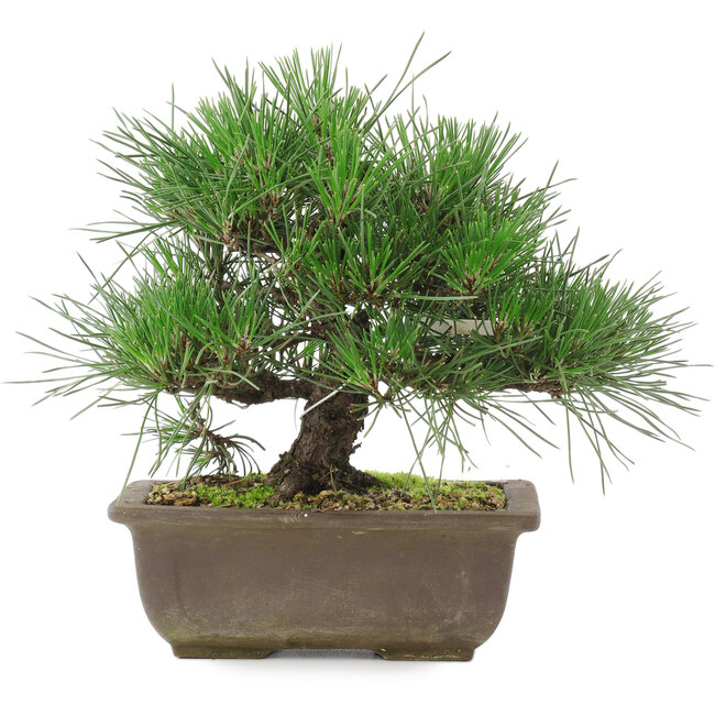 Pinus thunbergii, 20,5 cm, ± 20 Jahre alt