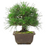 Pinus thunbergii, 20,5 cm, ± 20 Jahre alt