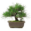 Pinus thunbergii, 20,5 cm, ± 20 Jahre alt