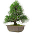 Pinus thunbergii, 30 cm, ± 20 Jahre alt