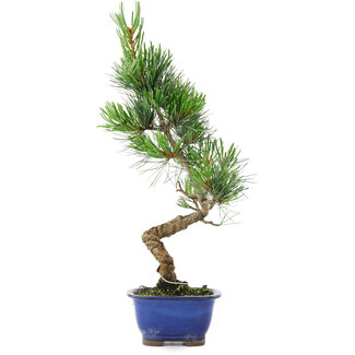 Pinus parviflora, 36,5 cm, ± 10 Jahre alt