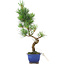 Pinus parviflora, 36,5 cm, ± 10 Jahre alt