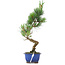 Pinus parviflora, 36,5 cm, ± 10 Jahre alt