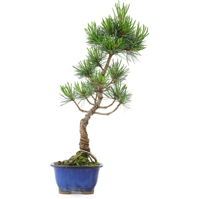 Pinus parviflora, 36 cm, ± 10 jaar oud