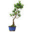 Pinus parviflora, 36 cm, ± 10 jaar oud