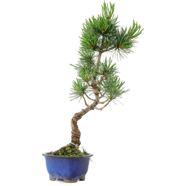 Pinus parviflora, 36 cm, ± 10 jaar oud