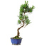 Pinus parviflora, 36 cm, ± 10 jaar oud