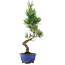 Pinus parviflora, 36,5 cm, ± 10 Jahre alt