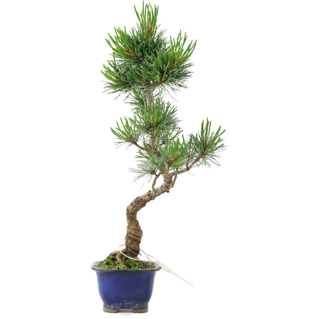 Pinus parviflora, 36 cm, ± 10 años
