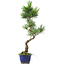 Pinus parviflora, 36 cm, ± 10 años