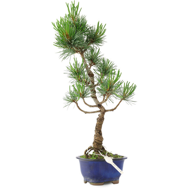 Pinus parviflora, 36 cm, ± 10 años