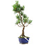 Pinus parviflora, 36 cm, ± 10 jaar oud