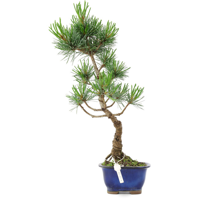 Pinus parviflora, 36 cm, ± 10 años